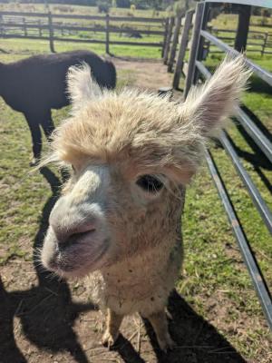  Alpaca