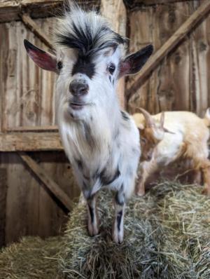  Goat