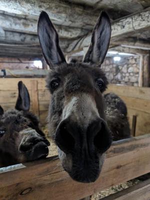  Donkey