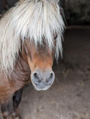  Pony