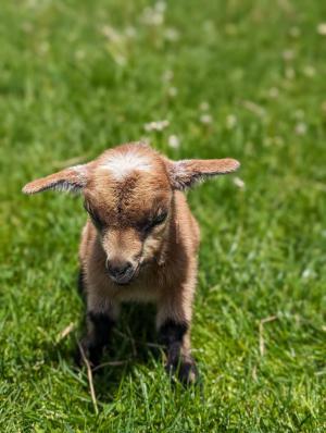 Nigerian dwarf goat