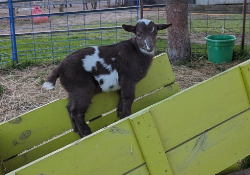Interactive Animal Sessions