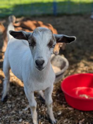  Nigerian dwarf goat