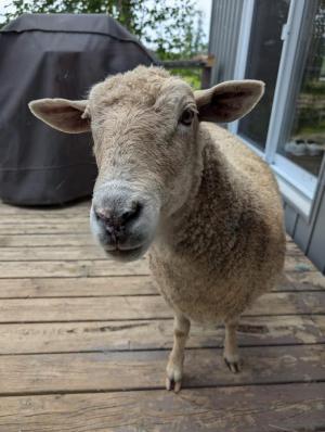  Sheep