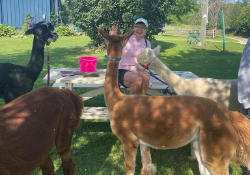 Alpaca Walks