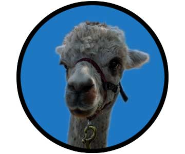 Alpaca Petting Zoo